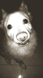 Close-up portrait of dog