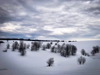 Trees on snow covered land against sky