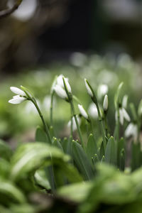 Close-up of plants growing on field