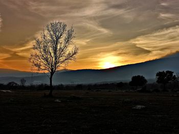 Silhouette tree on field against sky during sunset