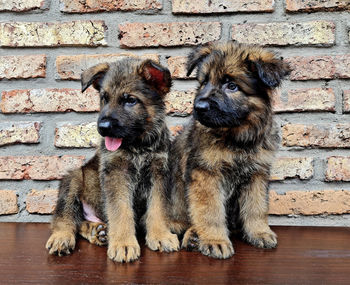 Beautiful german shepherd puppies against wall