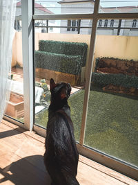 Black dog looking through window