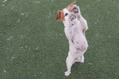 Portrait of a dog running on green grass