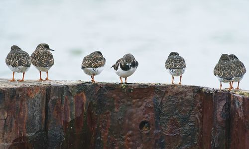 bird