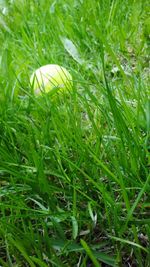 Close-up of fresh green grass in field