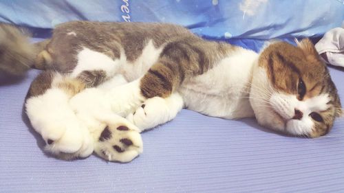 Cat sleeping on tiled floor