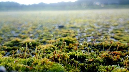 Plants growing on field