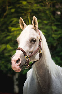 Close-up of a horse