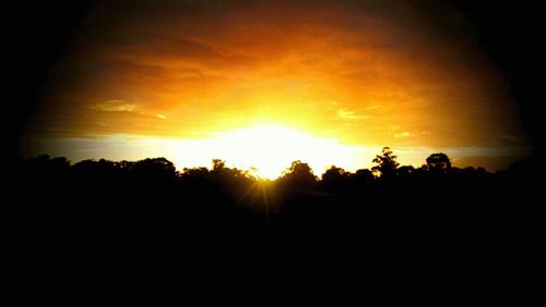 Silhouette of trees at sunset