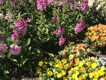 High angle view of pink flowering plants