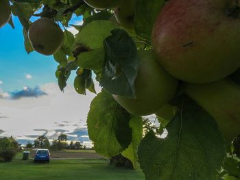 View of trees against sky