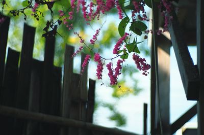 Low angle view of flower tree