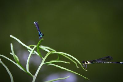 Close-up of insect on grass