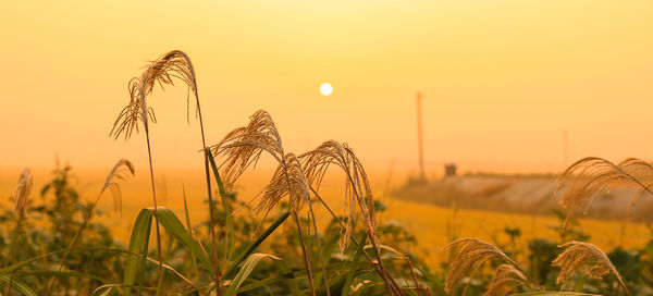 Crops growing on field against sky during sunset