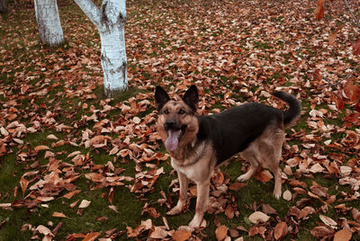 Dog running on field