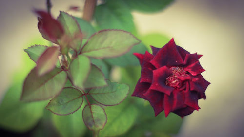 Close-up of red flowering plant