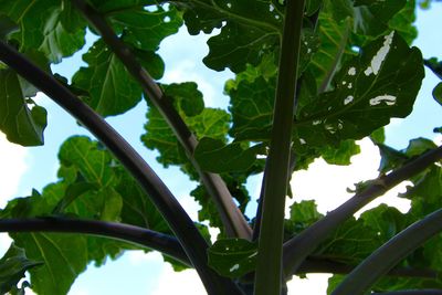 Low angle view of leaves