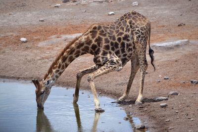 Giraffe drinking water