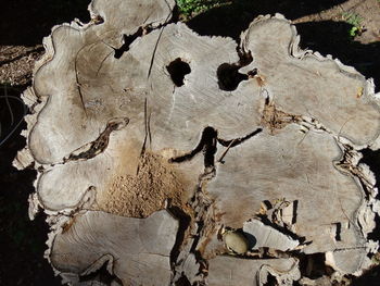 Low angle view of tree trunk