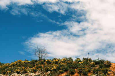 Low angle view of trees against sky