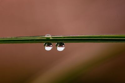 Close-up of water drops on plant during rainy season