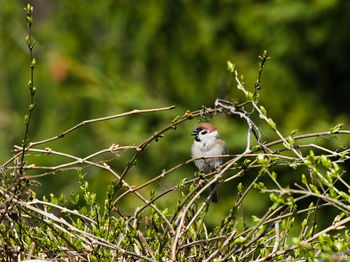 View of bird perching on branch