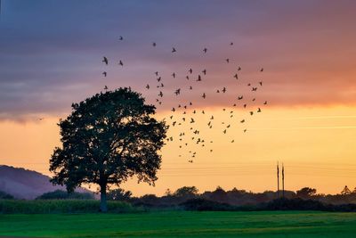 Silhouette birds flying over field against sky at sunset