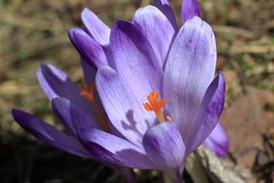 Close-up of purple crocus flower