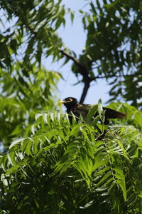 Low angle view of bird perching on tree