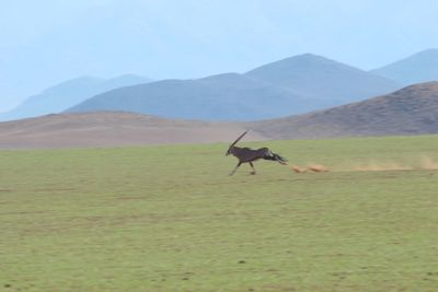 Horse on sand dune in desert