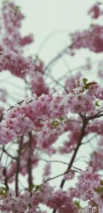 Close-up of pink cherry blossoms in spring