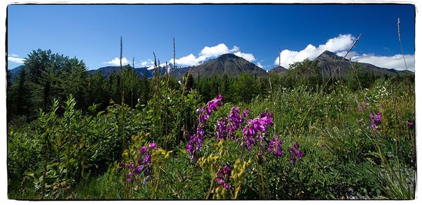 Plants growing on landscape against sky