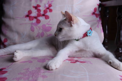 Close-up of cat lying on bed at home