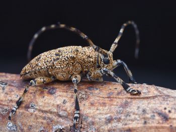 Close-up of insect on wood