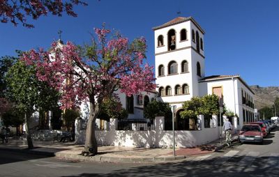 View of flowering trees by road against buildings