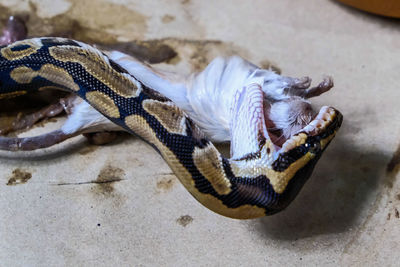 High angle view of snake eating rat
