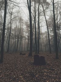 Bare trees in forest