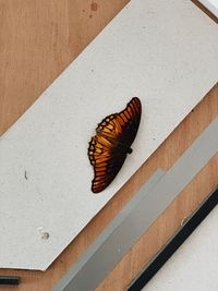 High angle view of butterfly on floor