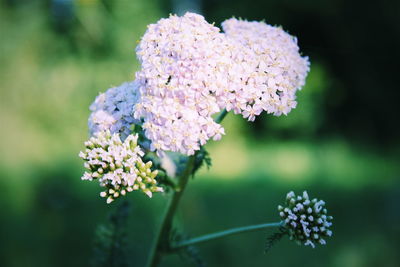 Close-up of fresh white flowers blooming outdoors