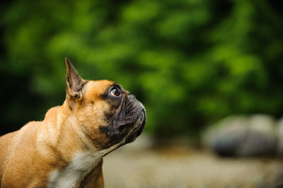 Close-up of dog outdoors