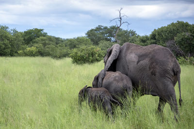 Elephant in a field