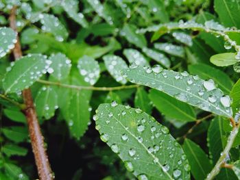 Close-up of wet plant leaves during rainy season