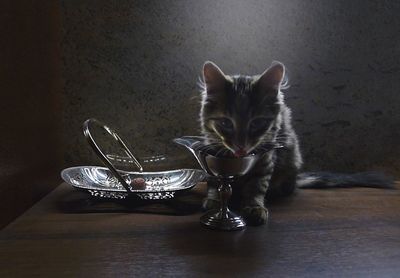 Portrait of cat sitting on table