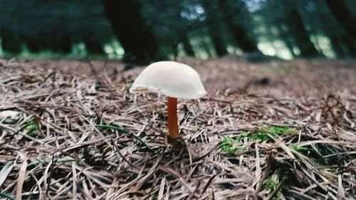 Mushrooms growing on field