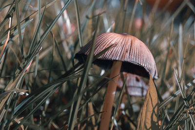 Close-up of mushroom growing on field