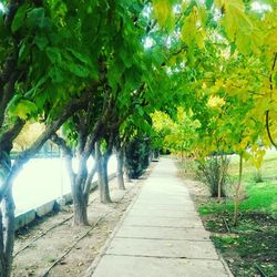 Trees in park