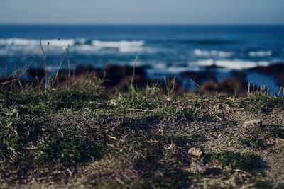 Surface level of grass on beach against sky