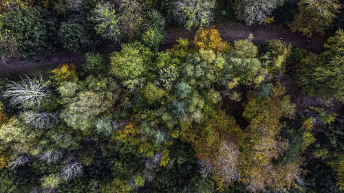 Full frame shot of moss growing on rock