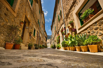 Potted plants on alley amidst buildings against sky