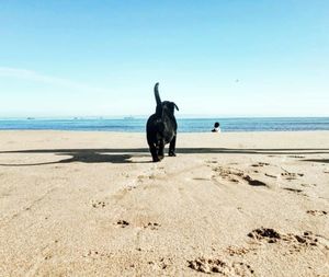 View of a horse on beach